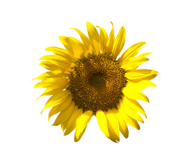 Sunflower isolate on white background
