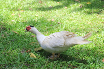 Pato blanco caminando sobre la grama