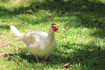 Pato blanco caminando sobre la grama