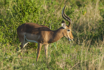Impala , South Africa
