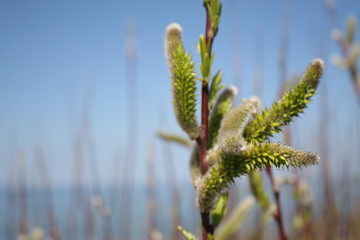 Pussy-willow