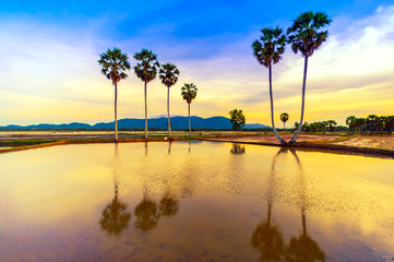 Obraz premium The coconut palm trees on the rice field in sunset, An Giang province, Vietnam.