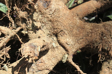 Raíz de árbol