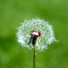 Dandelion in nature