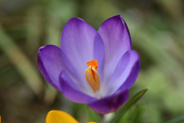 Obraz na płótnie Canvas Close up of violet crocus flowers in a field