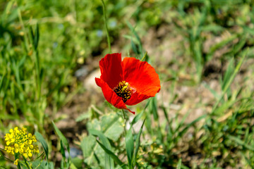 Red steppe poppy
