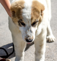 Puppy of Central Asian  Shepherd Dogs