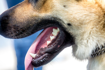 Teeth of the Shepherd