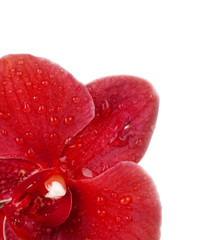 Red orchid closeup