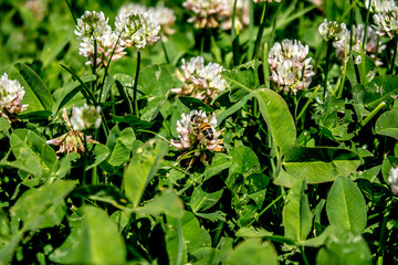 Obraz premium Flowers of clover