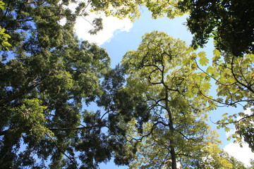 Follaje con firmamento azul