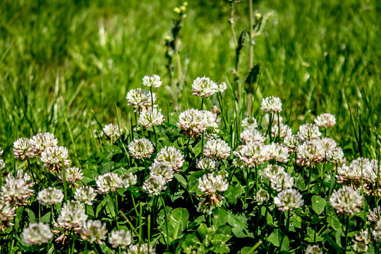 Flowers of clover