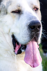 Caucasian Shepherd Alabai Large