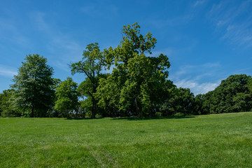 Obraz premium Pastoral landscape with trees