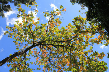 Obraz premium Follaje con firmamento azul