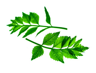 Green twig on white background