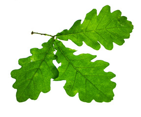 Young oak leaves on white background