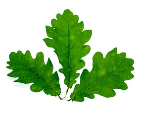 Young oak leaves on white background