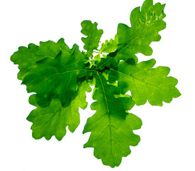 Young oak leaves on white background