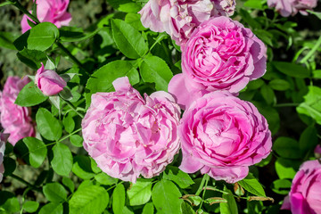 Roses on the flowerbed