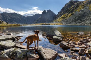 Dog standing at mountain lake