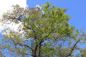 Follaje sobre firmamento azul