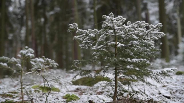 Little conifer in winter