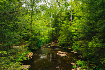 A creek in a lush forest, at Ricketts Glen State Park, Pennsylvania.