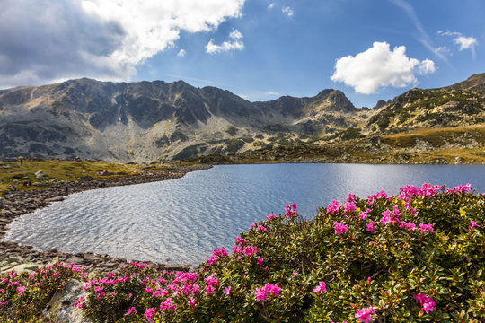 Alpine lake,high mountains and lpink rhododendron flowers,Carpathians,Romania