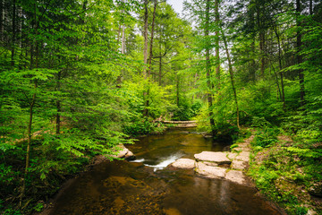 A creek in a lush forest, at Ricketts Glen State Park, Pennsylvania.
