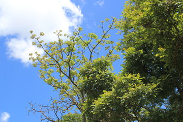 Follaje con firmamento azul