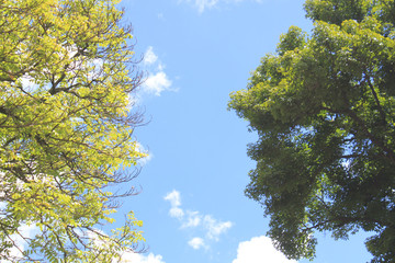 Follaje con firmamento azul