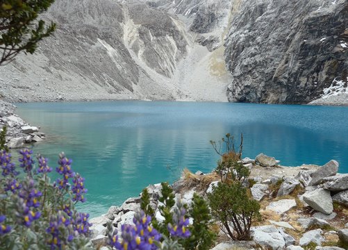 Stunning Turquoise Waters Of Laguna 69 Amidst The Grey Rock And Purple Flowers. 