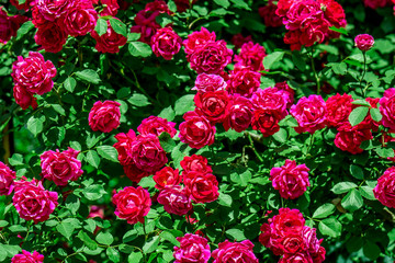 Naklejka premium Pink bush