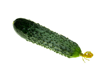 Fresh cucumber on a white background