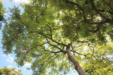 Follaje con firmamento azul