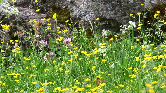 fiori primaverili d'alta montagna