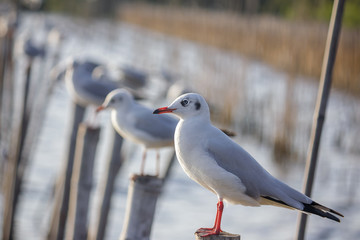 Seagal stand on the wooden pole in the sea