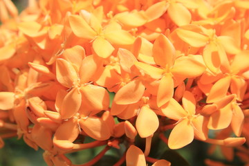 Jard&iacute;n con flores amarillas
