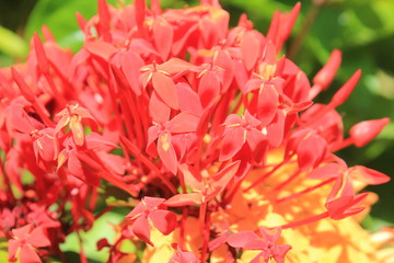 Jard&iacute;n con flores rojas
