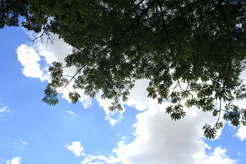 Follaje con firmamento azul