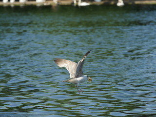 Mouette tenant dans son bec une pomme, Hyde Park, Londres