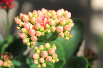 Jardín con flores rosadas