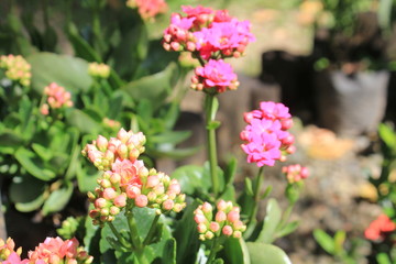 Jardín con flores rosadas