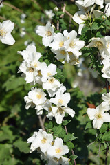 Viburnum blanc au printemps au jardin