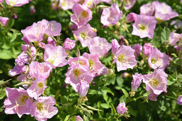 Oenothera speciosa rose au printemps au jardin