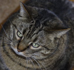 Looking Down on Very Large Cat