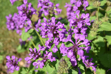 Stachys macrantha violet au printemps au jardin