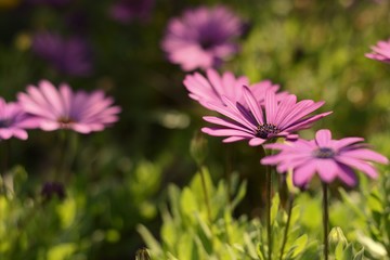 Obraz premium purpple african daisy