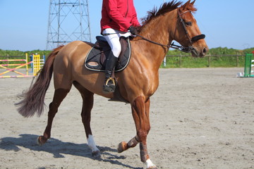 Cheval lors d'un concours hippique